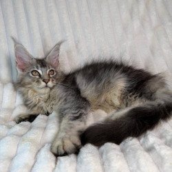Maine Coon NAD 10.1