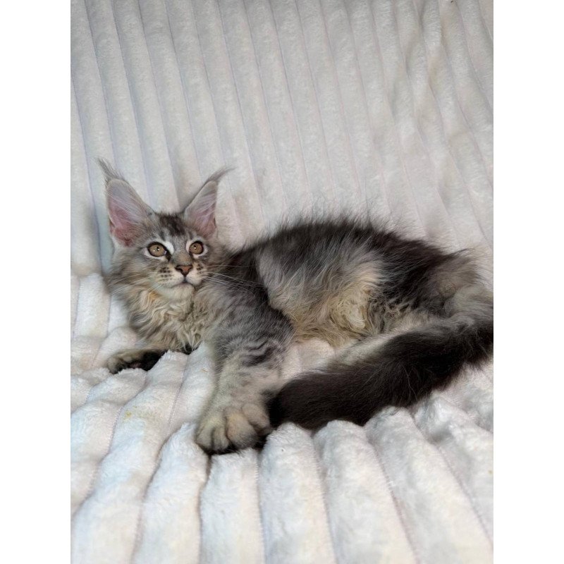 Maine Coon NAD 10.1