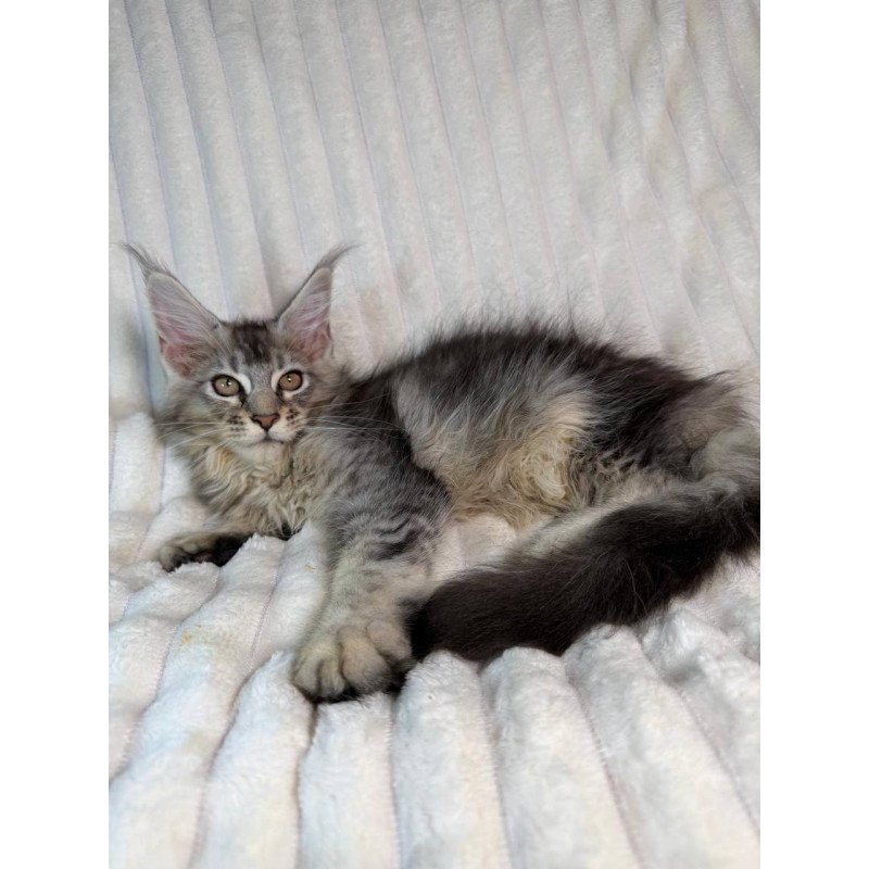 Maine Coon NAD 10.1