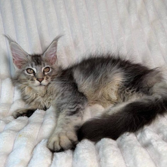 Maine Coon NAD 10.1