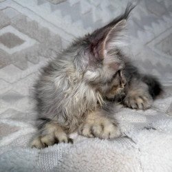 Maine Coon NAD 10.2