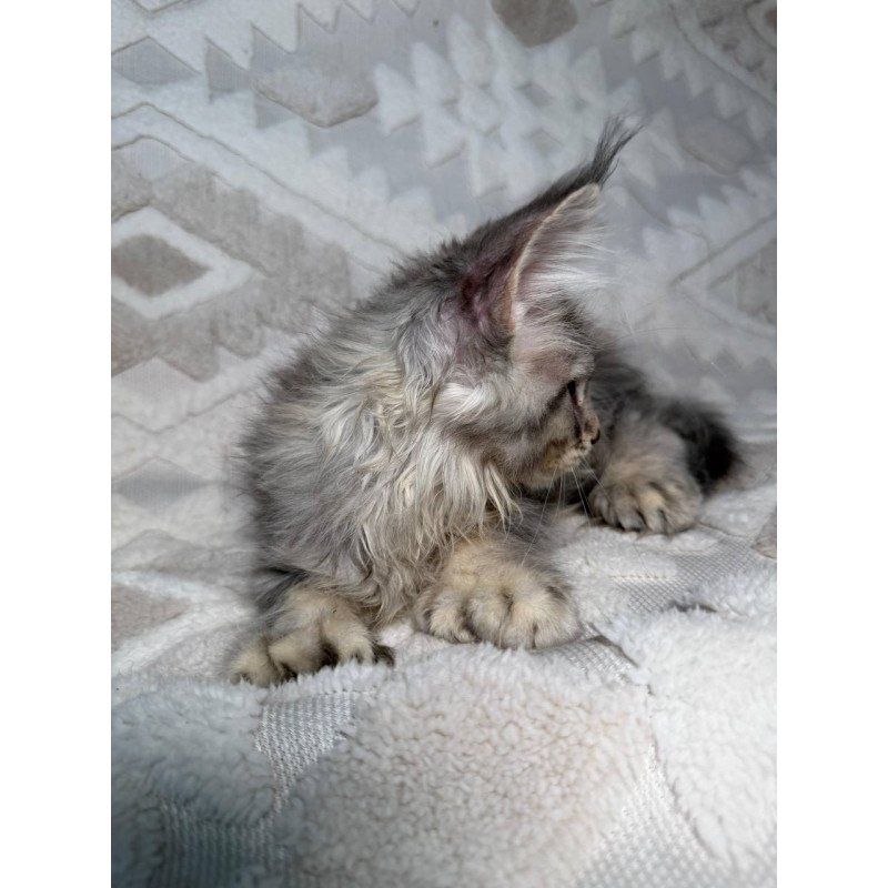 Maine Coon NAD 10.2