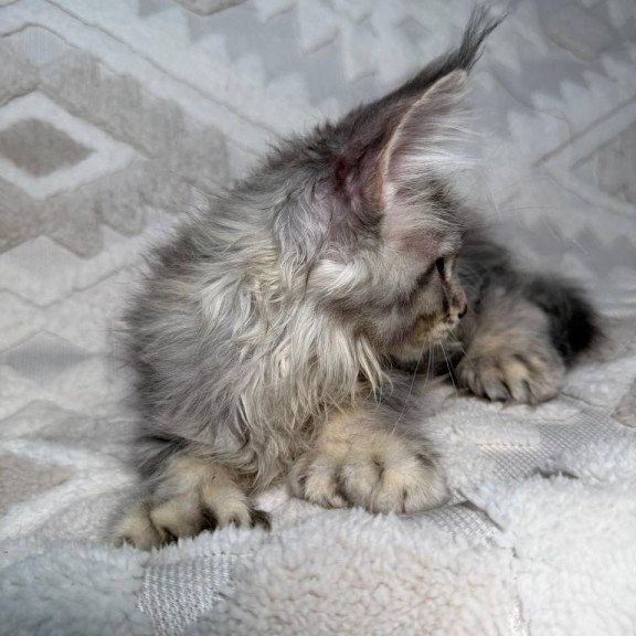 Maine Coon NAD 10.2
