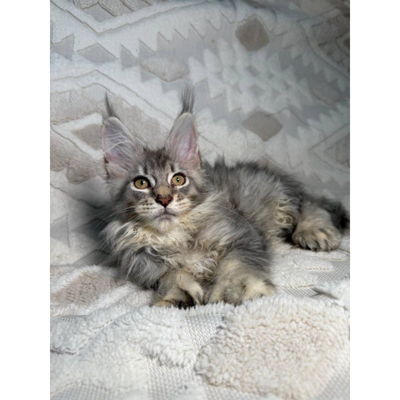 Maine Coon NAD 10.2
