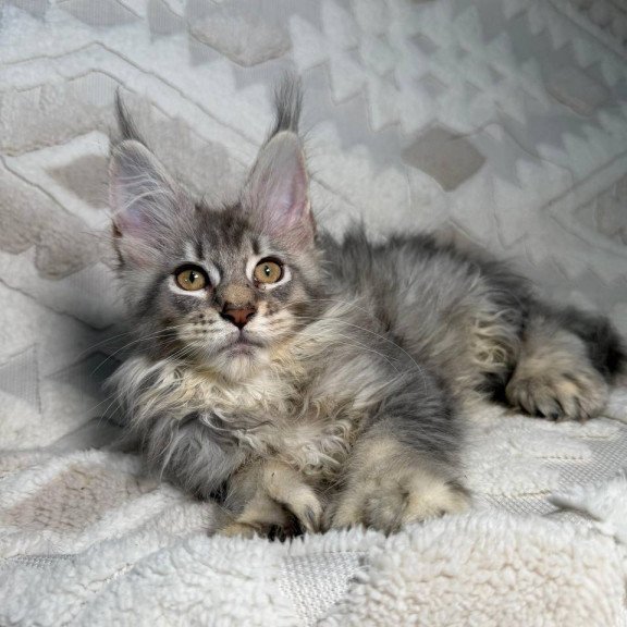 Maine Coon NAD 10.2