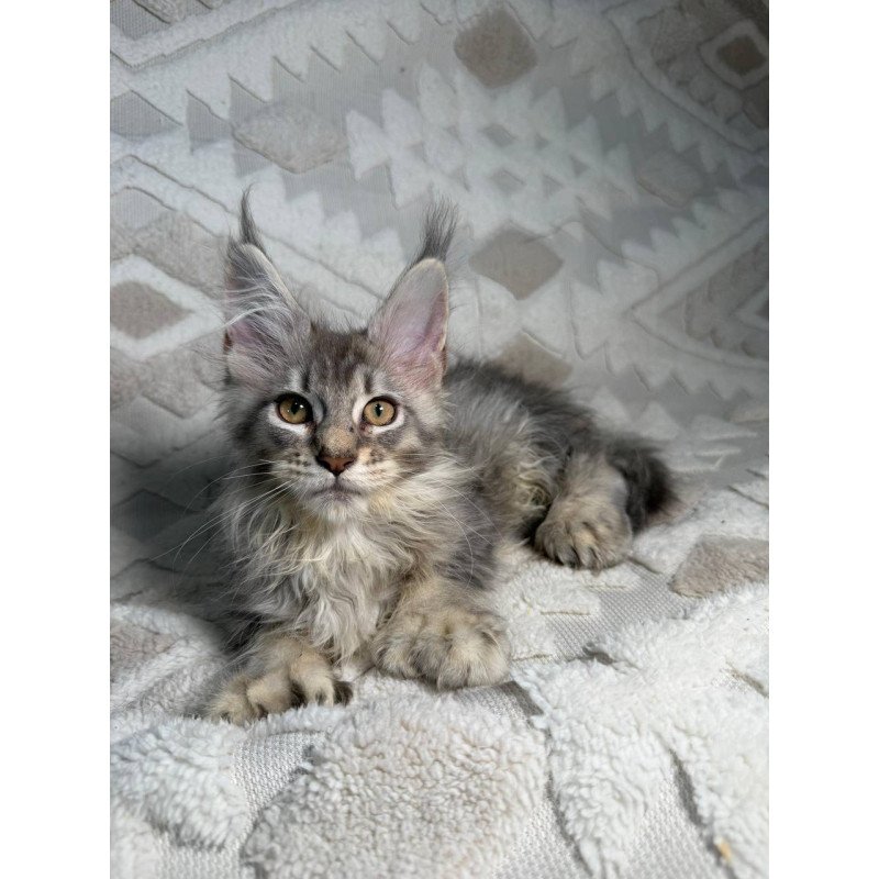 Maine Coon NAD 10.2