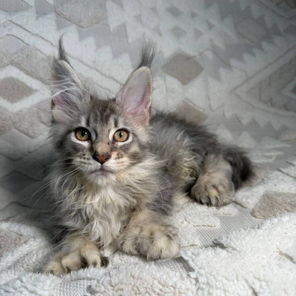 Maine Coon NAD 10.2