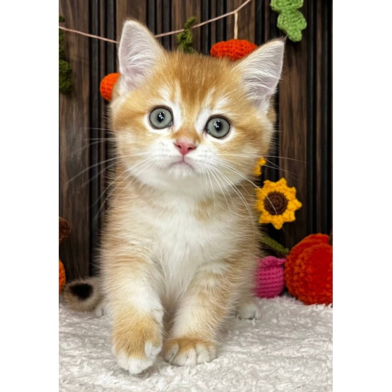 Scottish Oscar