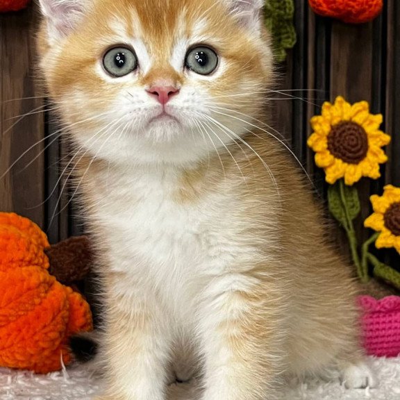 Scottish Oscar
