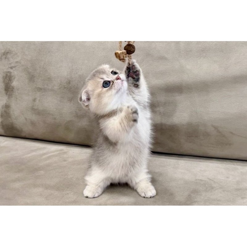 Munchkin Simon