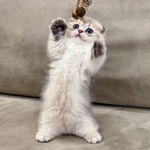 Munchkin Simon