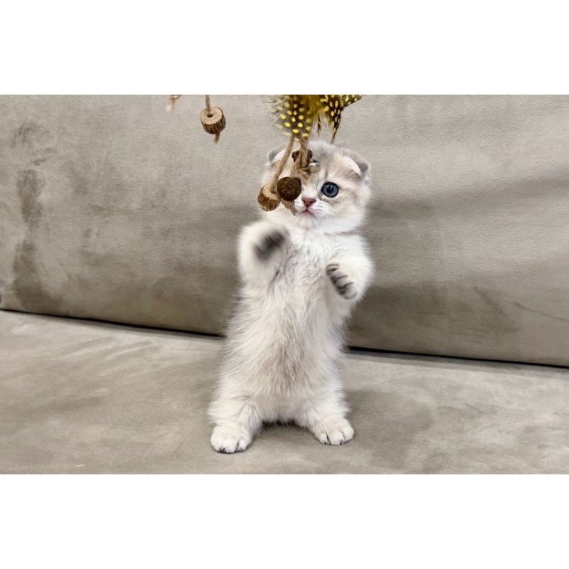 Munchkin Simon