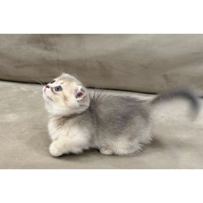 Munchkin Simon