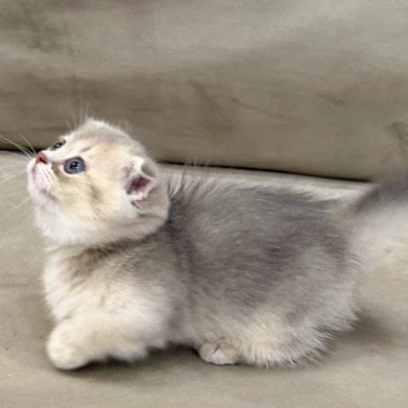 Munchkin Simon