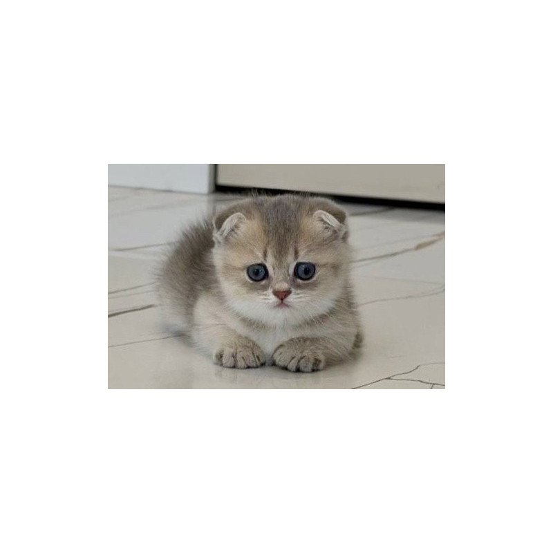Munchkin Simon