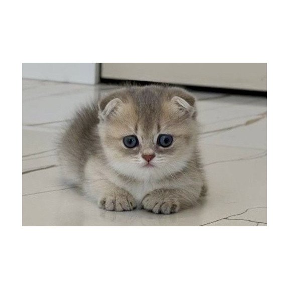 Munchkin Simon