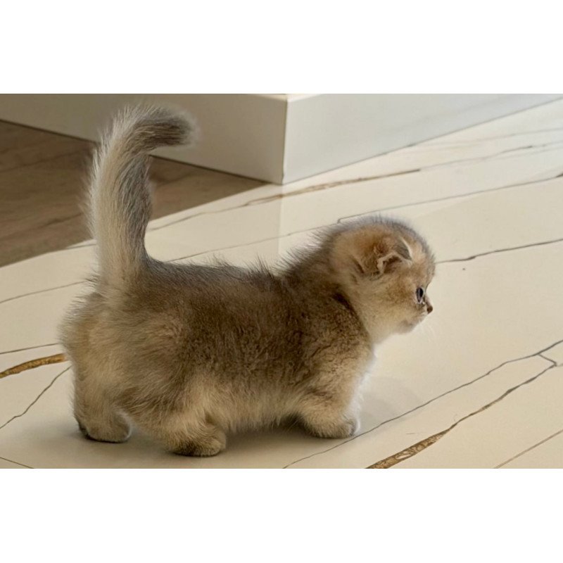 Munchkin Simon