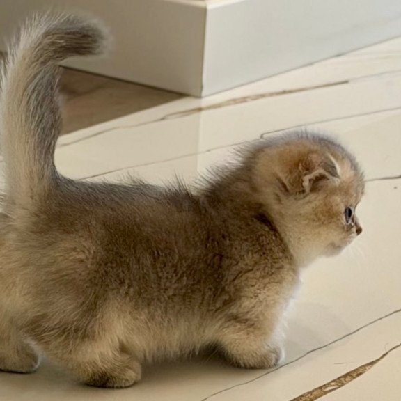 Munchkin Simon