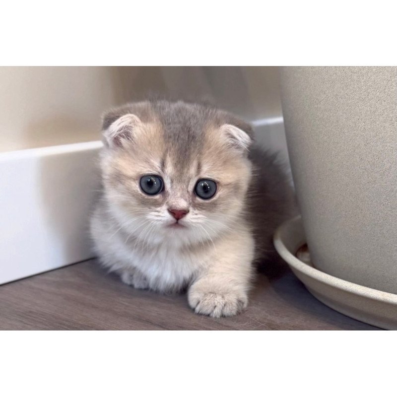 Munchkin Simon