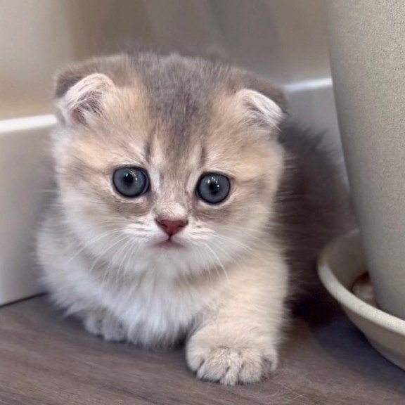 Munchkin Simon