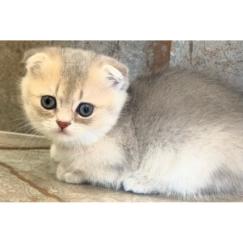 Munchkin Simon