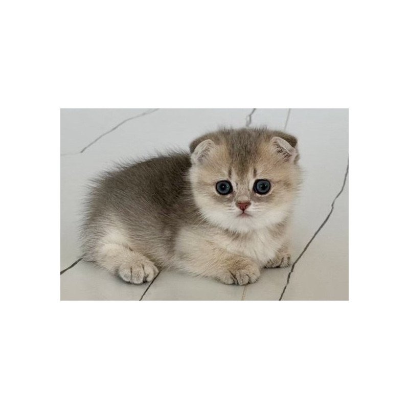 Munchkin Simon