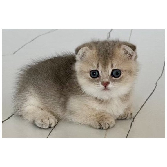 Munchkin Simon