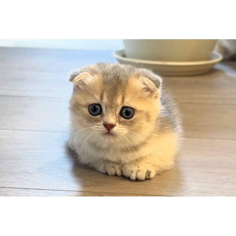 Munchkin Simon