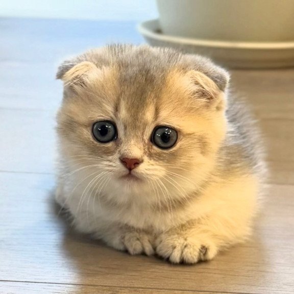 Munchkin Simon