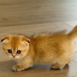 Munchkin Skye