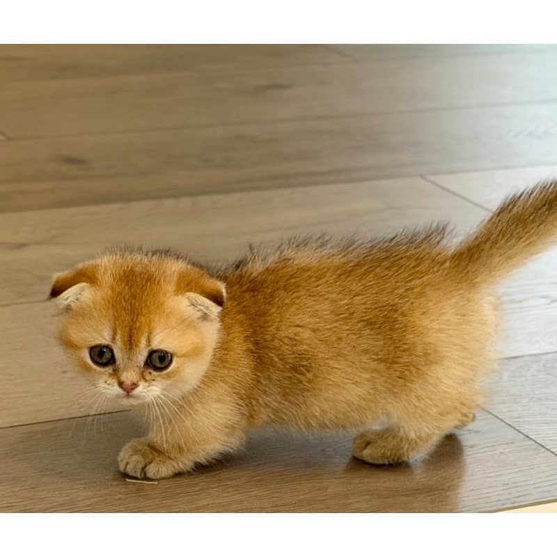 Munchkin Skye