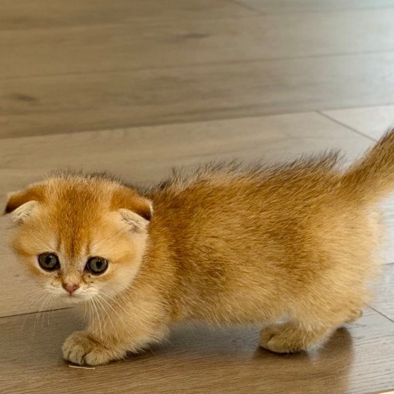 Munchkin Skye