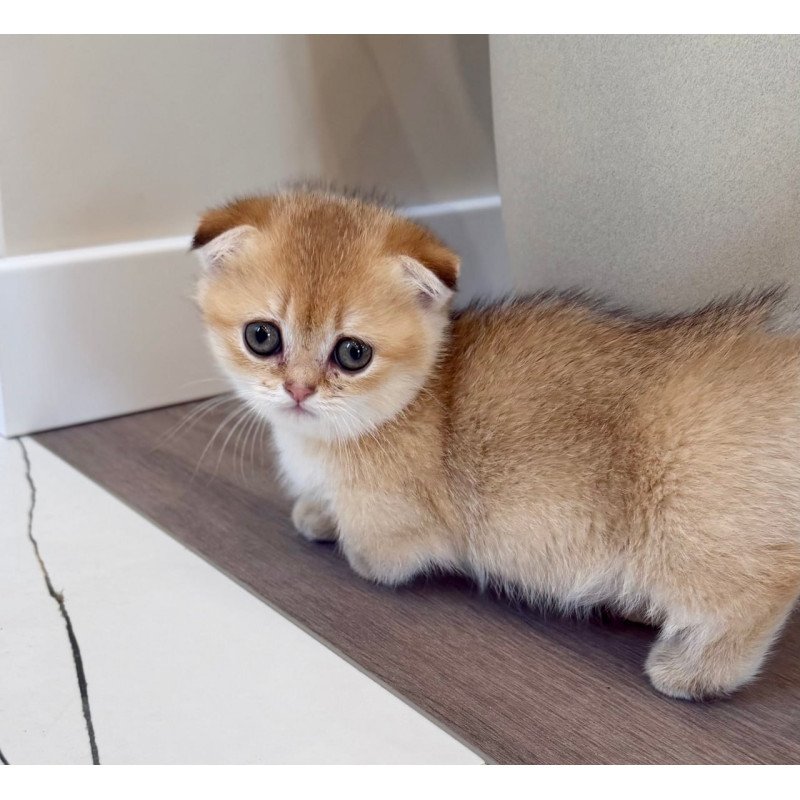 Munchkin Skye
