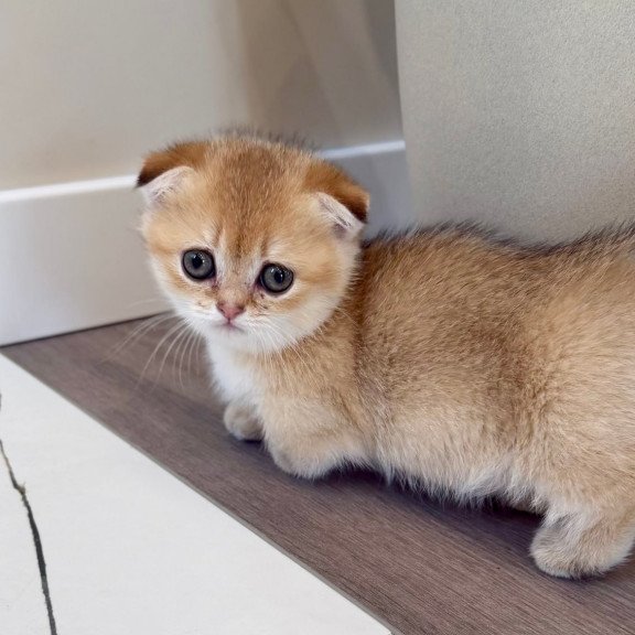 Munchkin Skye