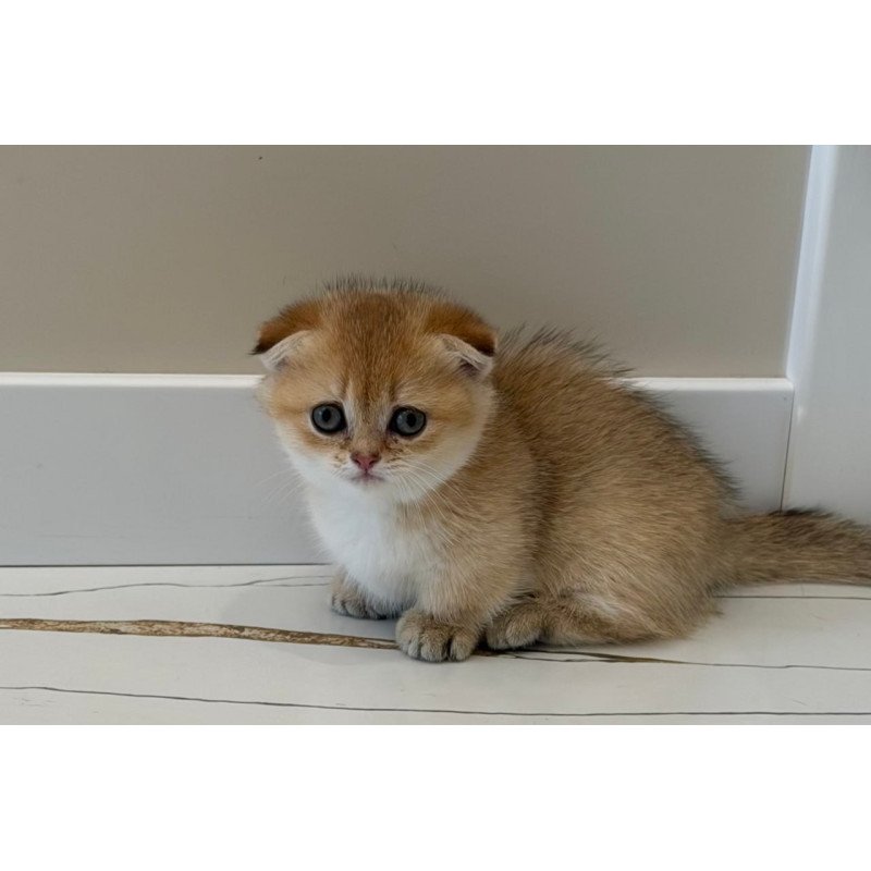 Munchkin Skye