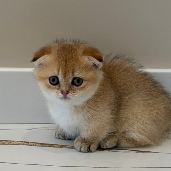 Munchkin Skye
