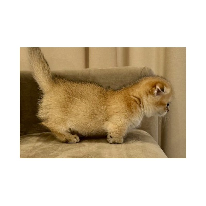 Munchkin Skye