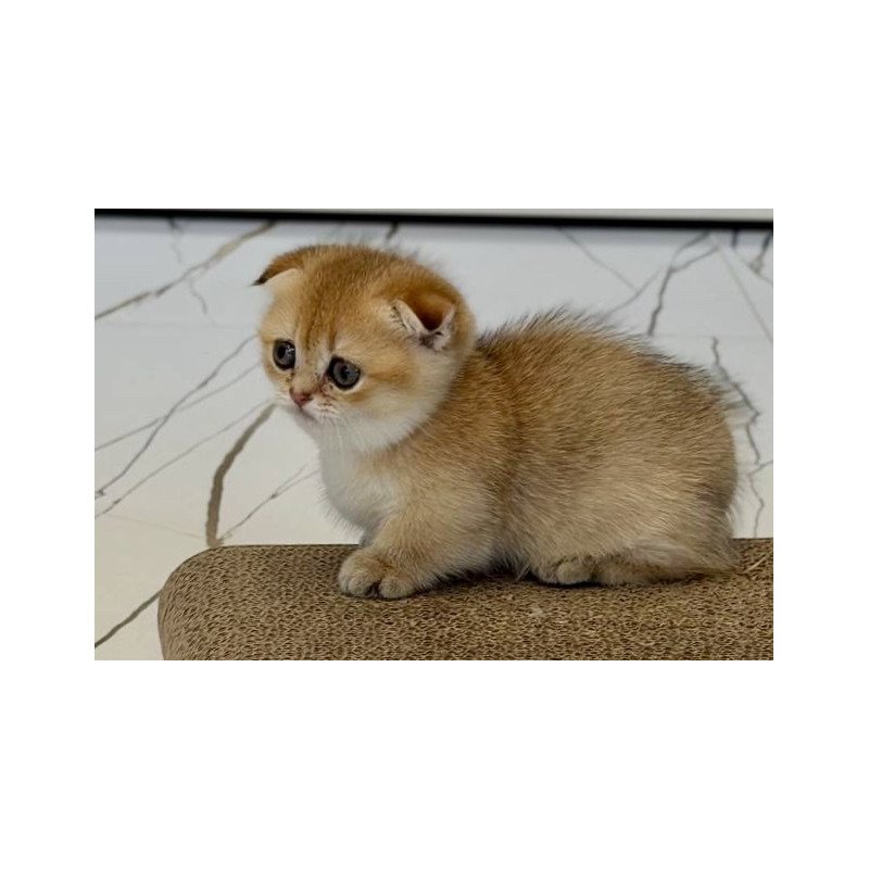 Munchkin Skye