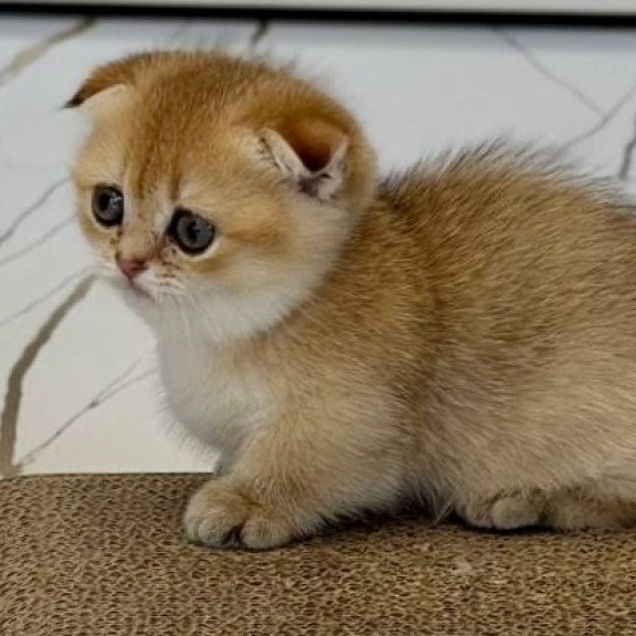 Munchkin Skye
