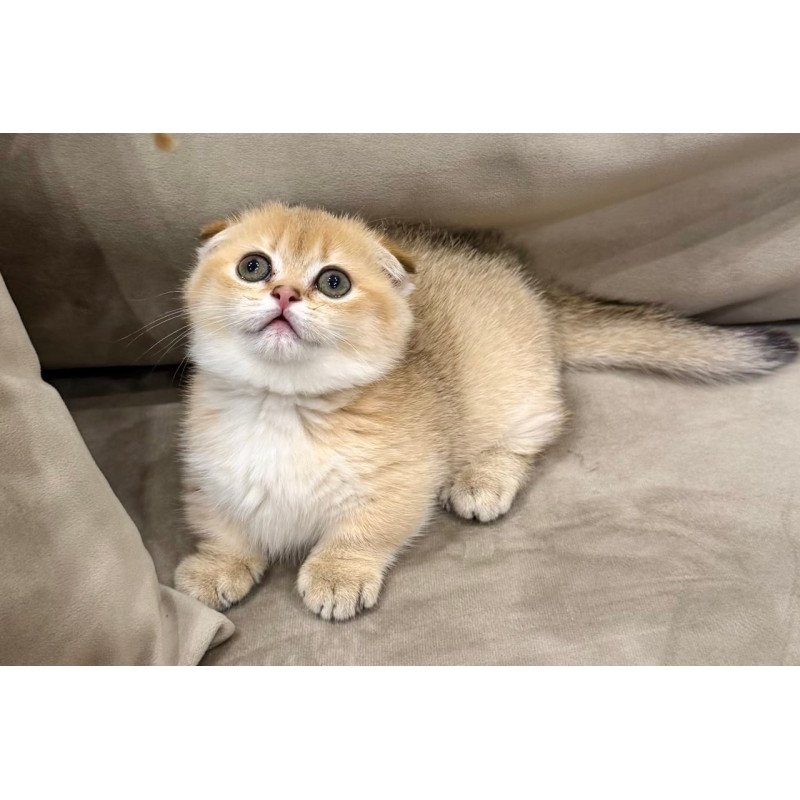 Munchkin Skye
