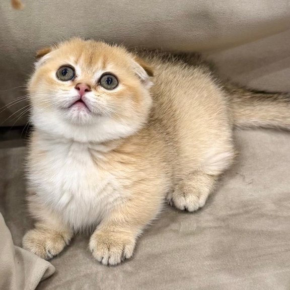 Munchkin Skye