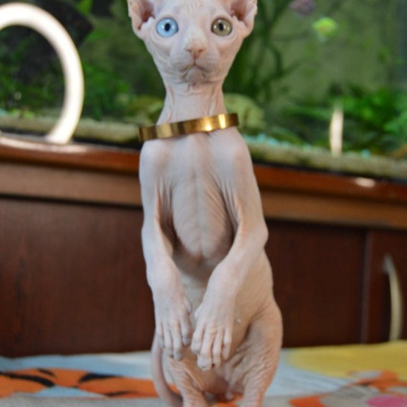 Elf Lola