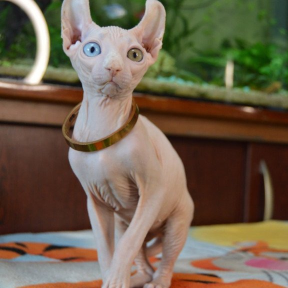 Elf Lola