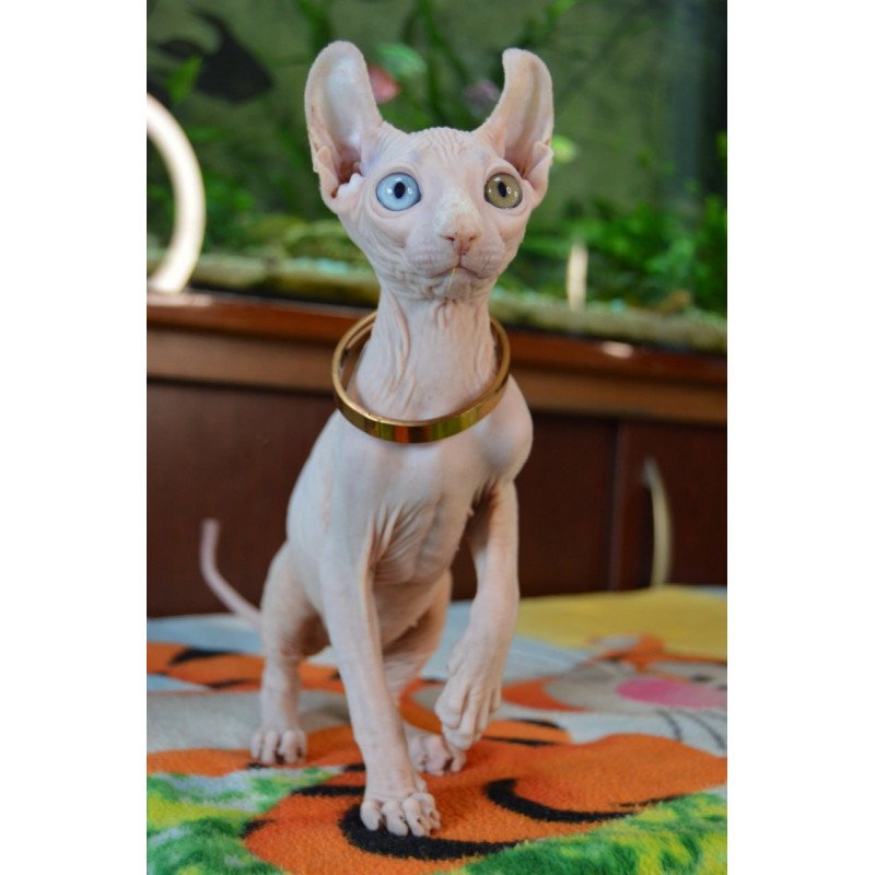 Elf Lola