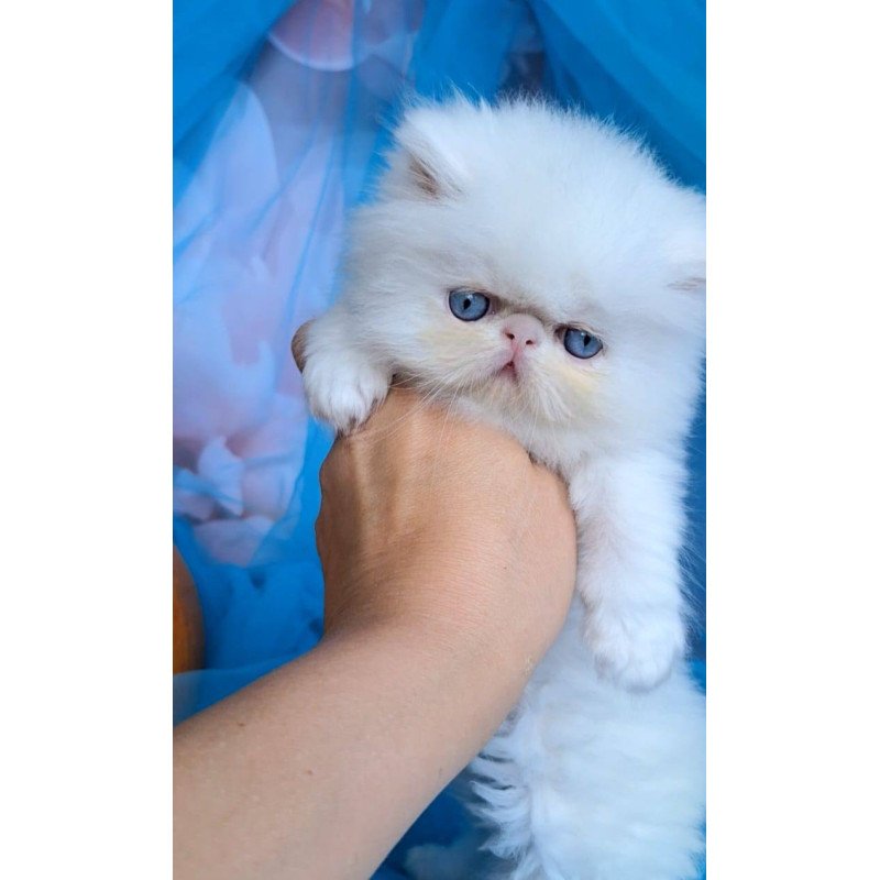 Persian NT Kevin