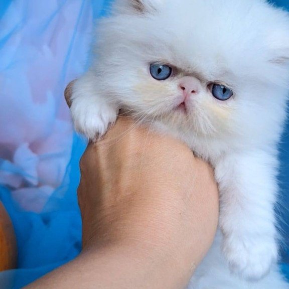 Persian NT Kevin
