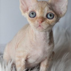 Devon Rex NOV Nikov
