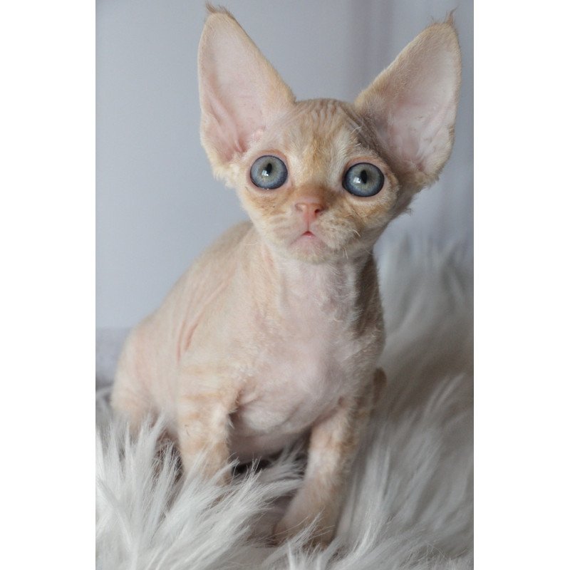 Devon Rex NOV Nikov