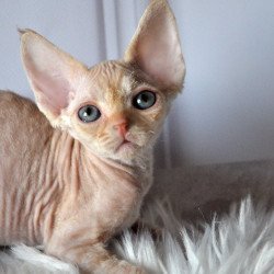 Devon Rex NOV Nikov