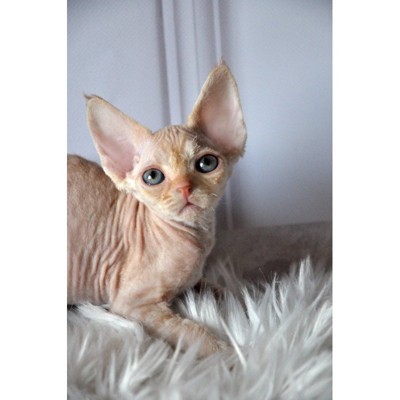 Devon Rex NOV Nikov